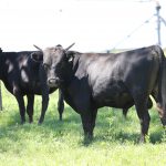 פרות בחווה של איתן בארגנטינה