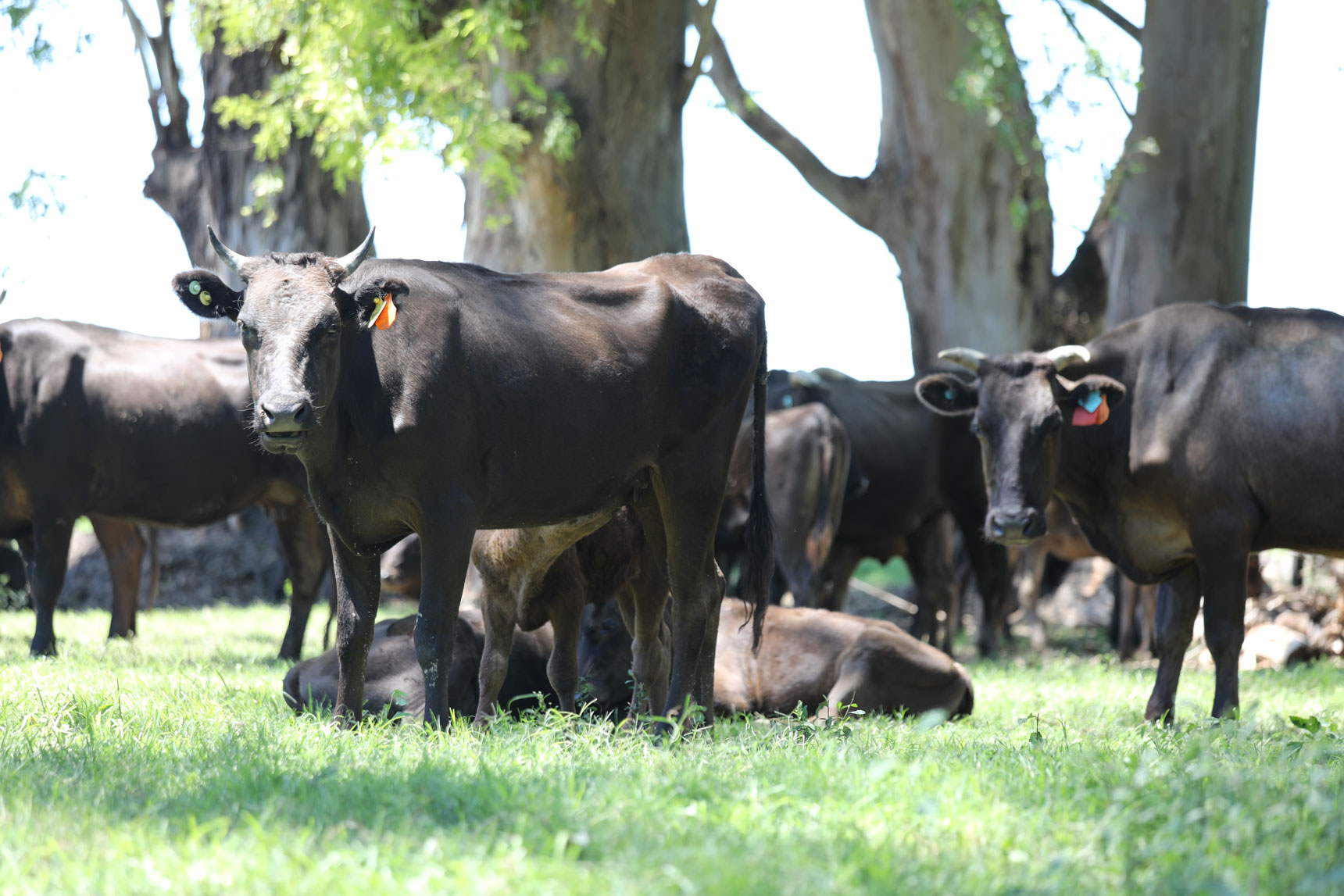 פרות בחווה של איתן בארגנטינה